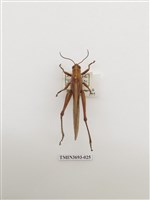 藏品(直翅目(1))的圖片